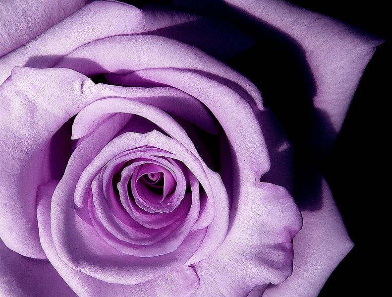 rose