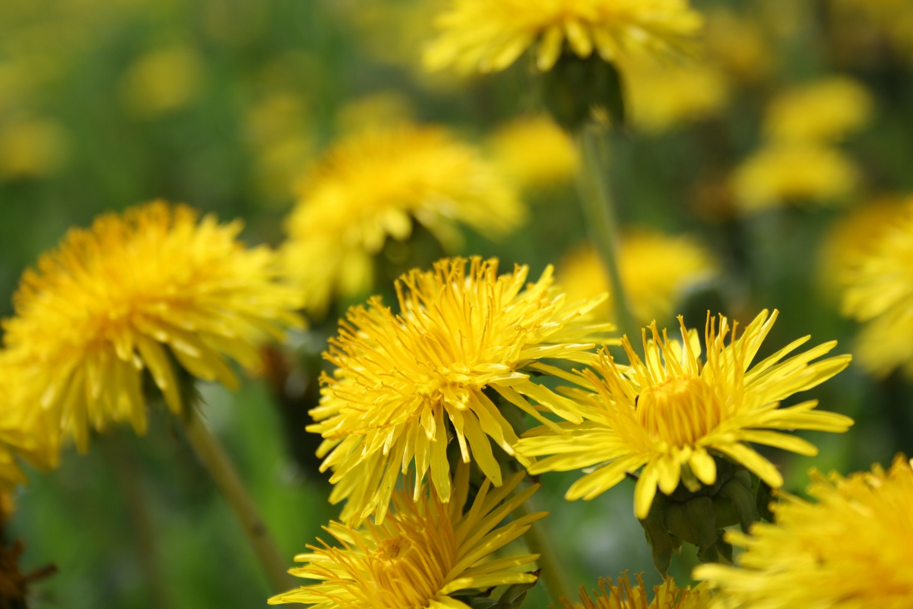 dandelions