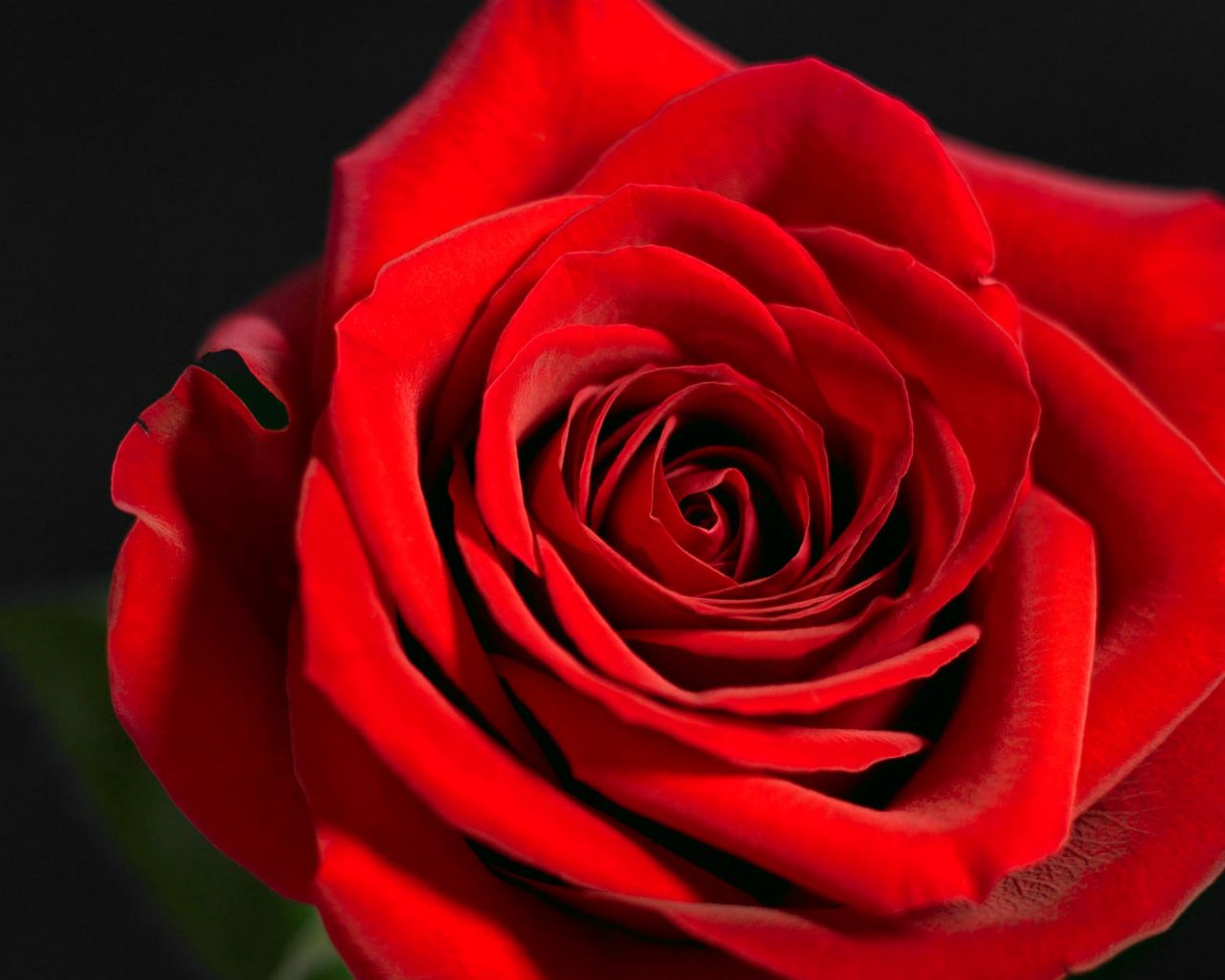 rose