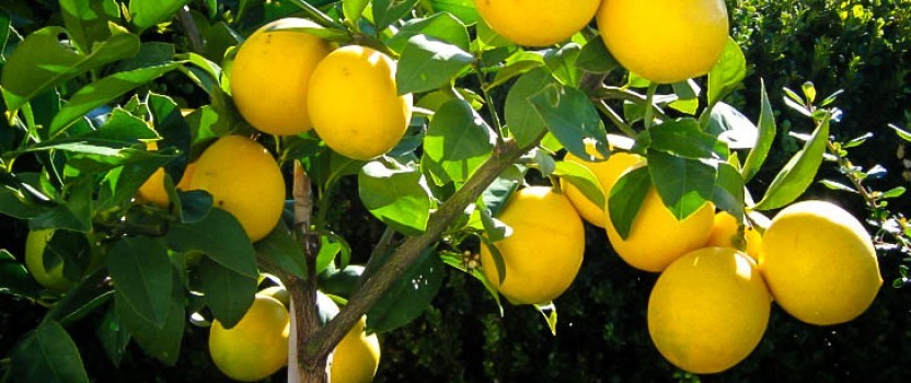 lemontree