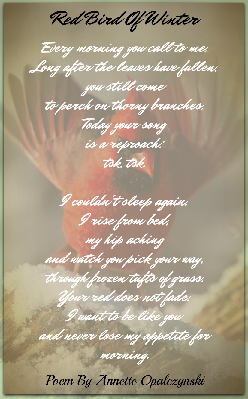 Red Bird Of Winter-Annette Opalczynski | Nature Poems