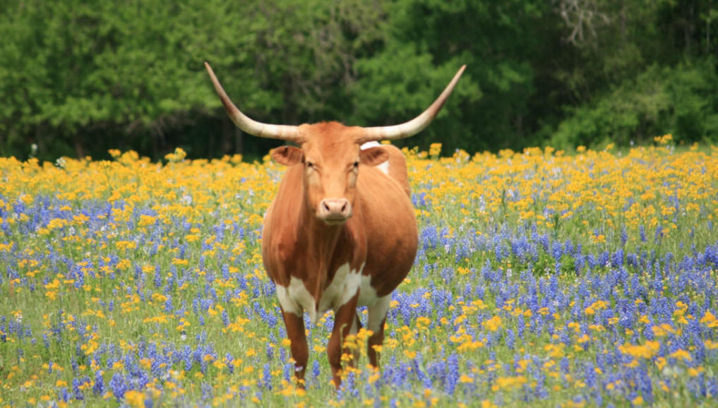 texas