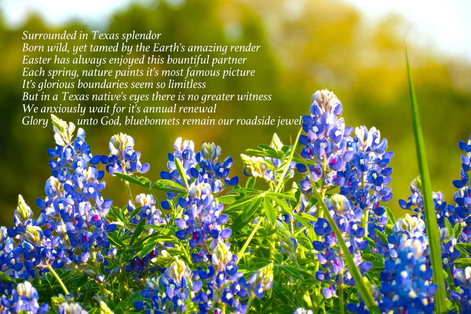 texas splendor
